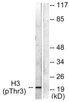 Histone H3 (phospho Thr3) rabbit pAb