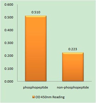 AIP4 (phospho Tyr420) rabbit pAb Antibody