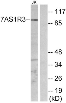 T1R3 rabbit pAb Antibody