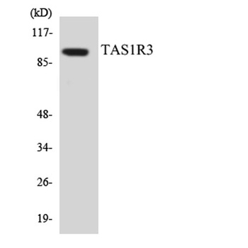 T1R3 rabbit pAb Antibody