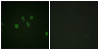 MAD1 rabbit pAb Antibody