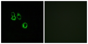 Olfactory receptor 3A2/3A3 rabbit pAb Antibody