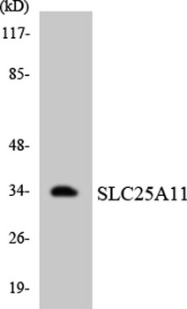OGCP rabbit pAb Antibody