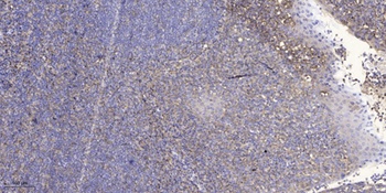 PRAS40 (phospho Thr246) rabbit pAb