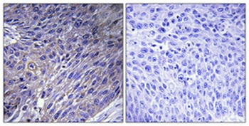 EF-G2 rabbit pAb Antibody