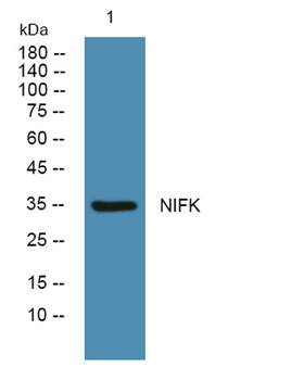 NIFK rabbit pAb Antibody