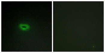 ECRG4 rabbit pAb Antibody