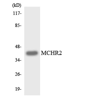 MCH-2R rabbit pAb
