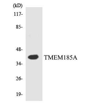 TMEM185A rabbit pAb Antibody