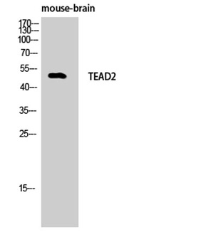TEF-4 rabbit pAb Antibody