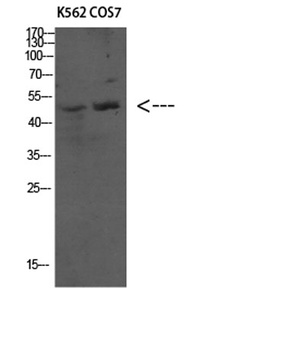 Atg4C rabbit pAb Antibody