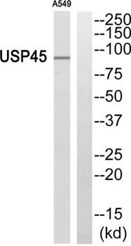 USP45 rabbit pAb Antibody