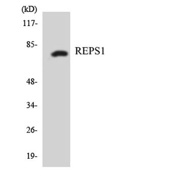 REPS1 rabbit pAb Antibody