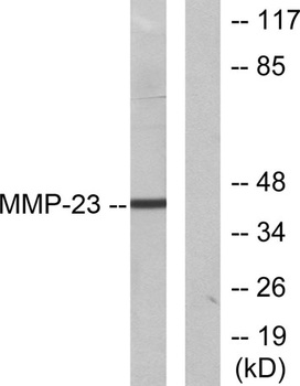 MMP-23 rabbit pAb Antibody