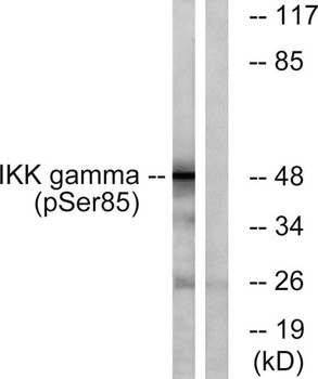 IKKγ (phospho Ser85) rabbit pAb Antibody