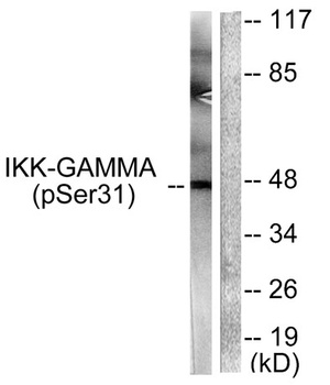 IKKγ (phospho Ser31) rabbit pAb