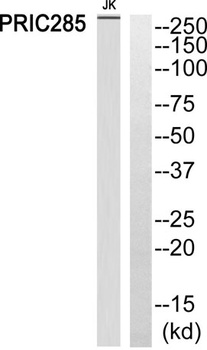 PRIC285 rabbit pAb Antibody