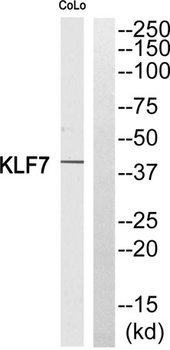 KLF7 rabbit pAb Antibody