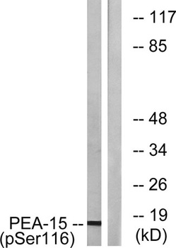 PEA-15 (phospho Ser116) rabbit pAb