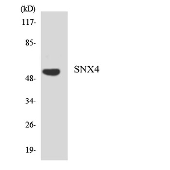 SNX4 rabbit pAb Antibody