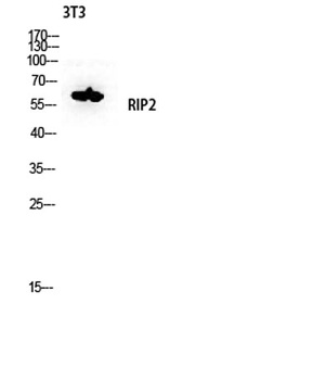 RIP2 rabbit pAb Antibody