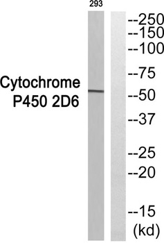 Dyrk4 rabbit pAb Antibody