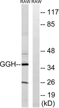 GGH rabbit pAb Antibody