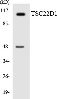 TSC-22 rabbit pAb Antibody