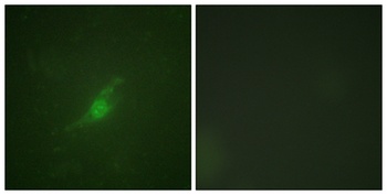 Per2 rabbit pAb Antibody