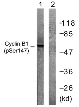 Cyclin B1 (phospho Ser147) rabbit pAb