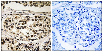 Cyclin C (phospho Ser275) rabbit pAb