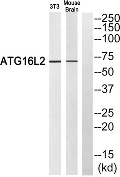 Atg16L2 rabbit pAb Antibody