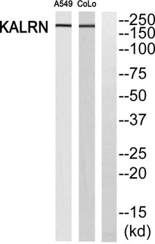 Duo rabbit pAb Antibody