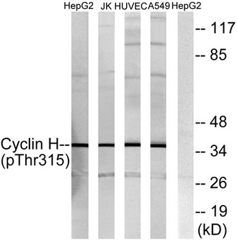 Cyclin H (phospho Thr315) rabbit pAb