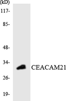 CEACAM21 rabbit pAb Antibody