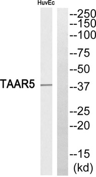 TAAR5 rabbit pAb Antibody