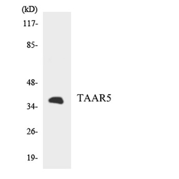 TAAR5 rabbit pAb Antibody