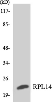 Ribosomal Protein L14 rabbit pAb