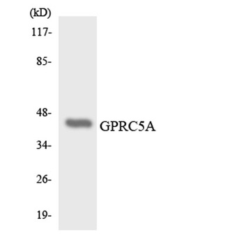 RAI3 rabbit pAb Antibody