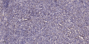 CCDC109A rabbit pAb Antibody