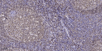 Claudin-6 (phospho Tyr219) rabbit pAb Antibody