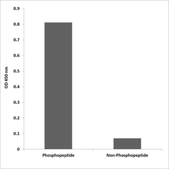 ZFP598 (phospho Tyr306) rabbit pAb