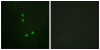 Cyclin E2 (phospho Thr392) rabbit pAb