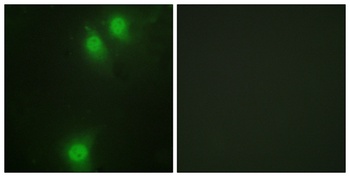 Nek9 (phospho Thr210) rabbit pAb