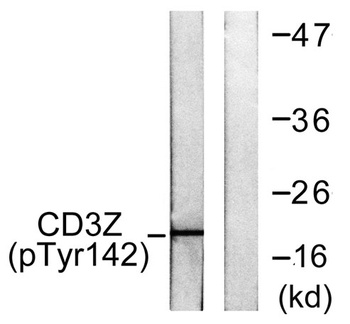 CD3 ζ (phospho Tyr142) rabbit pAb