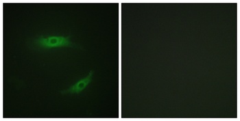 CD4 (phospho Ser433) rabbit pAb