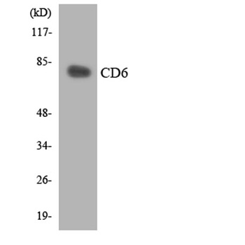 CD6 rabbit pAb Antibody