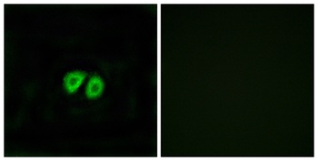 GPR56 rabbit pAb Antibody