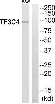 TFIIIC90 rabbit pAb Antibody
