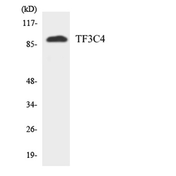 TFIIIC90 rabbit pAb Antibody